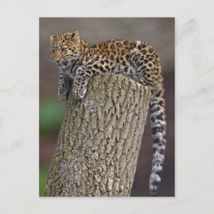 Leopards vykort i Svan
