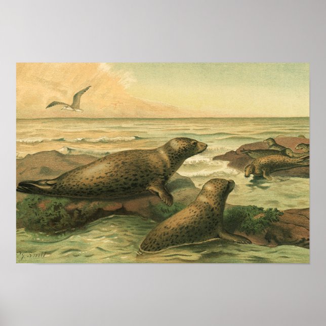 Leopardsäl, Gamla akvatiska djur Marina liv Poster (Framsidan)