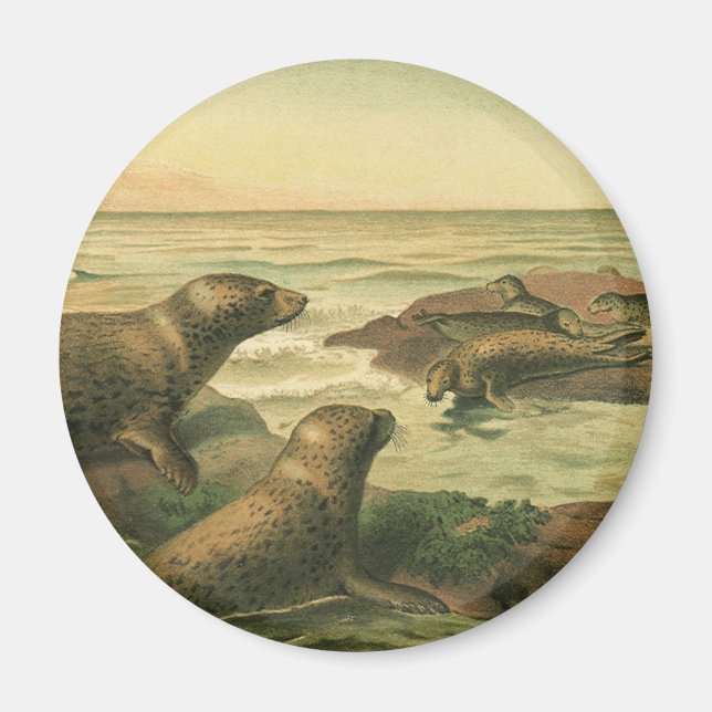 Leopardsäl, Gamla akvatiska djur Marinliv Magnet (Framsidan)