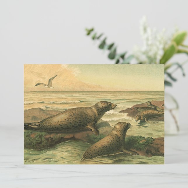 Leopardsäl, Vintagemotiv Marinfauna (Stående Fram)