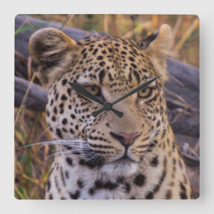 Leopardsitta, Botswana, afrika Fyrkantig Klocka