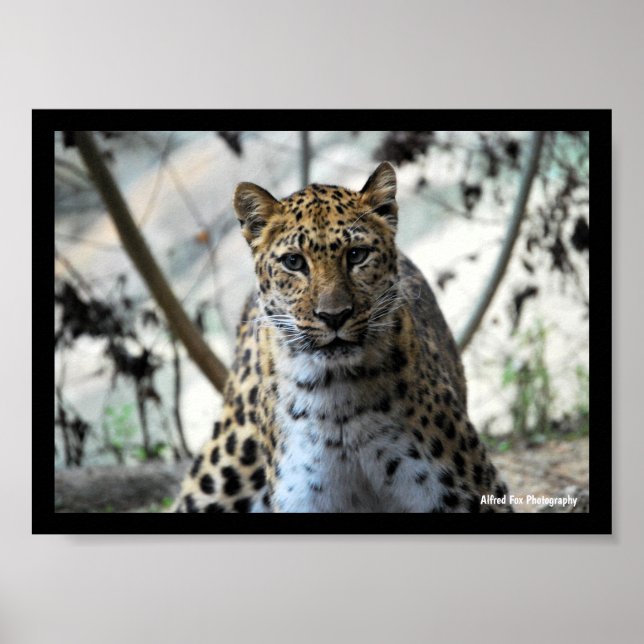 Leopardstirr Poster (Framsidan)