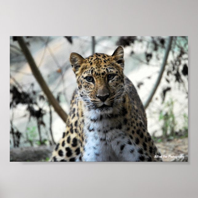 Leopardstirr Poster (Framsidan)