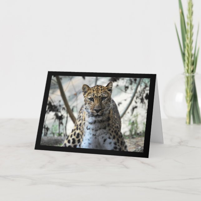 Leopardstirrande Kort (Framsida)
