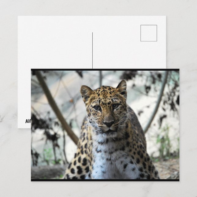 Leopardstirrande Vykort (Fram/baksida)