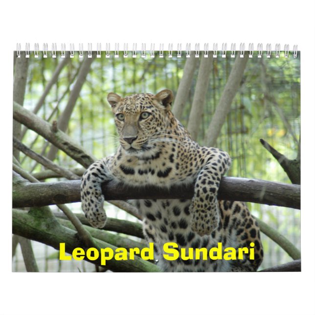 LeopardSundari_008 Leopard Sundari Kalender (Omslag)