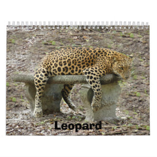 LeopardSundari_010 Leopard Kalender