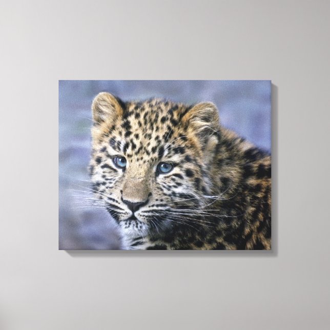 Leopardunge Inbunden Canvastryck (Framsida)