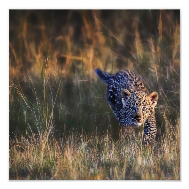 Leopardunge Panthera Pardus Fototryck (Framsidan)