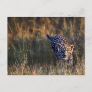 Leopardunge Panthera Pardus Vykort