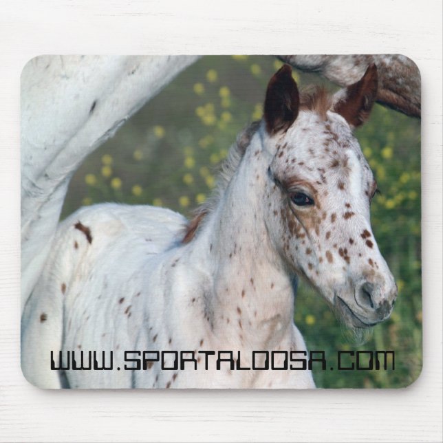 Leopardungsto Musmatta (Framsidan)