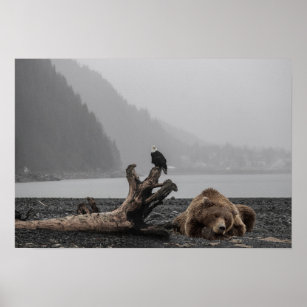 Lepande Bear Rustic Eagle Alaska liggande Poster