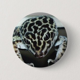 Lepard Gecko Knapp