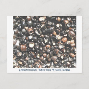 Lepidoter som krossar tänder fossilar vykort