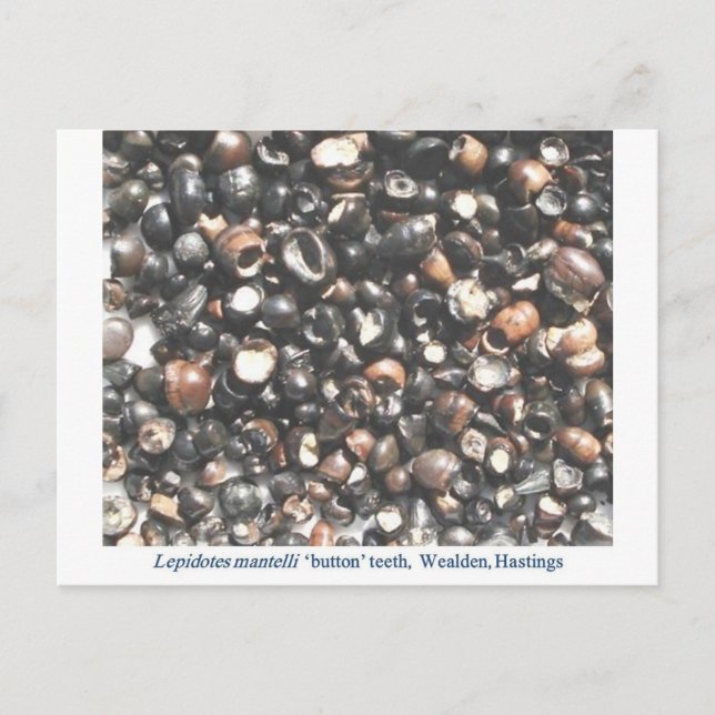 Lepidoter som krossar tänder fossilar vykort (Framsida)