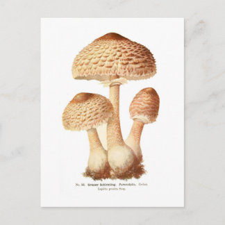 Lepiota procera vykort