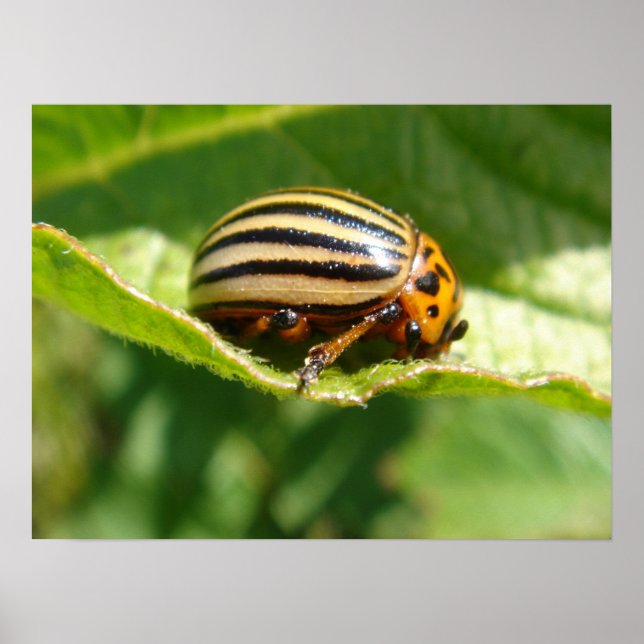Leptinotarsa decemlineata poster (Framsidan)