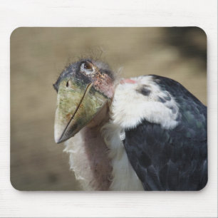 Leptoptilos crumeniferus musmatta