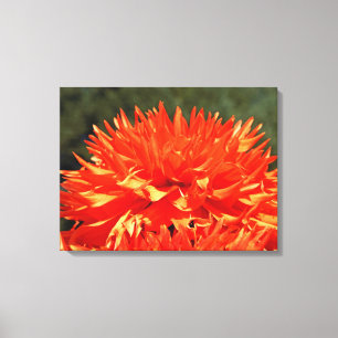 Lerretsduk Orange Dahlia Blommor Dahlias Canvastryck