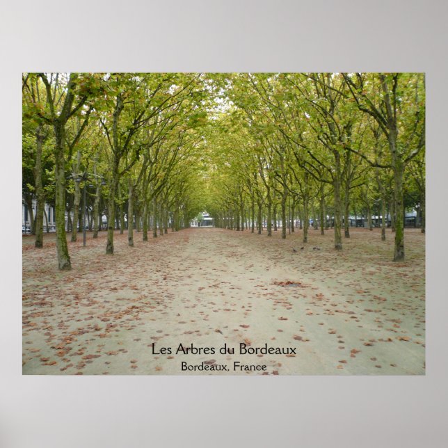 Les Arbres du Bordeaux Poster (Framsidan)