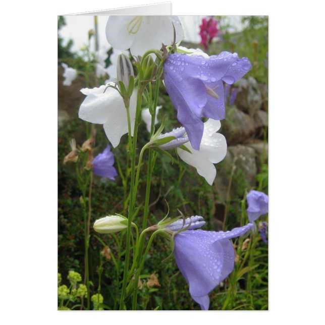 Les Belles Fleurs Hälsningskort (Framsidan)