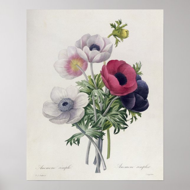 "Les Choix des Plus Belles Fleurs" Poster (Framsidan)