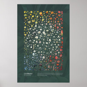Les Liliacées från Redouté Poster