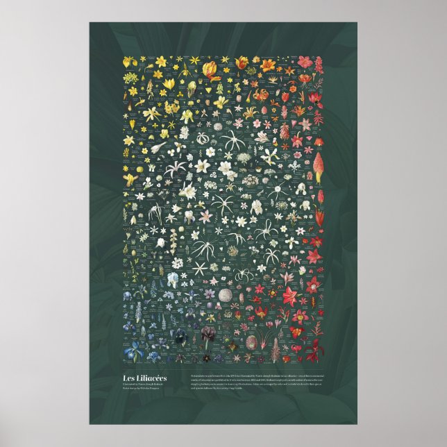 Les Liliacées från Redouté Poster (Framsidan)