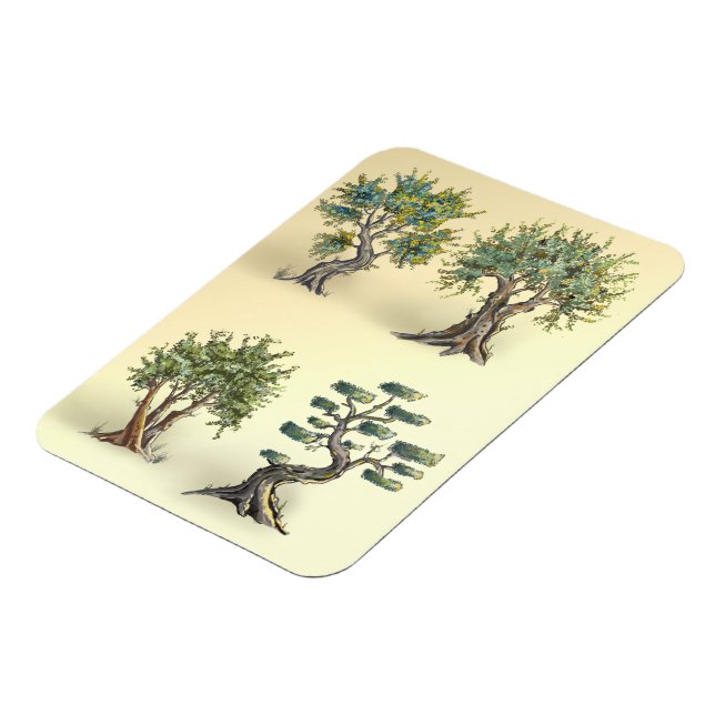 Les oliviers en Provence taillés. Magnet (Vänstra Sidan)
