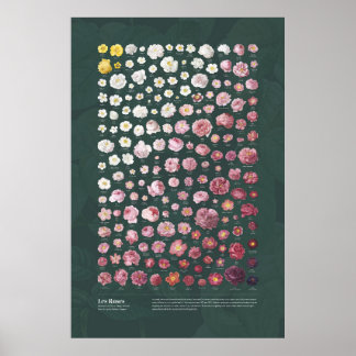 Les Ro från Redouté Poster