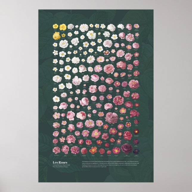 Les Roses av Redouté Poster (Framsidan)