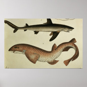 Lessar Spoted Dogfish Poster