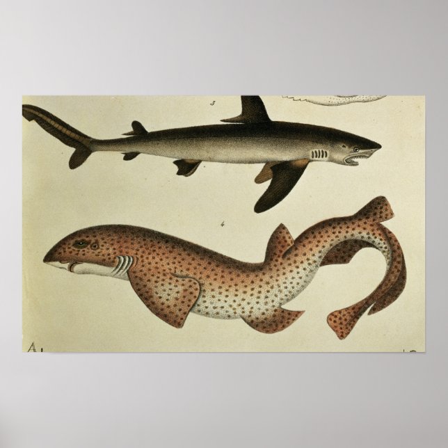 Lessar Spoted Dogfish Poster (Framsidan)