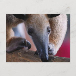 Lesser Anteater Postards Vykort