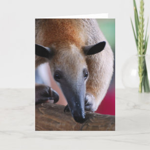 Lesser Anteaterhälsningkort Kort