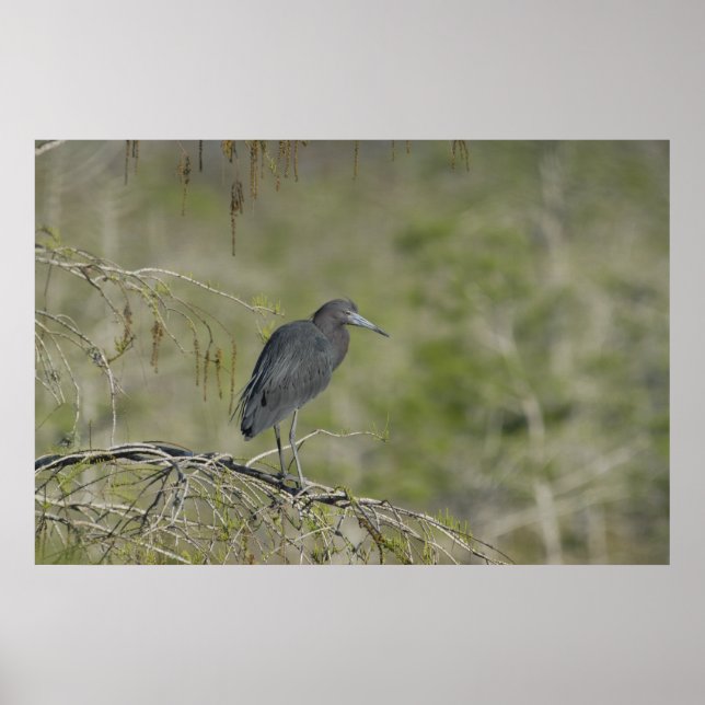 Lesser Blue Heron Everglades NAtional Park Poster (Framsidan)