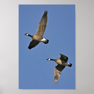 Lesser Canada Geese in Flight Poster