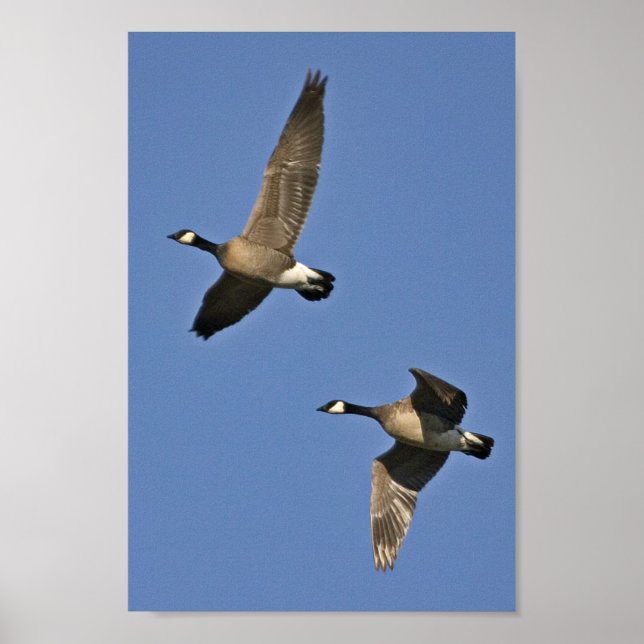 Lesser Canada Geese in Flight Poster (Framsidan)
