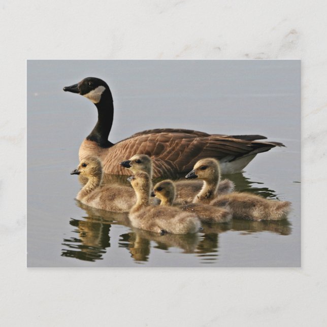 Lesser Canada Goose Brood Vykort (Framsida)