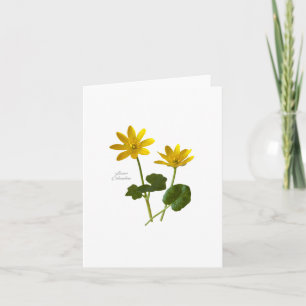 Lesser Celandine Kort
