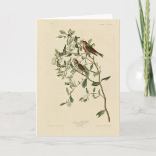 Lesser (Common) Red-Poll, Audubon Birds of America Kort