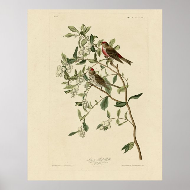 Lesser (Common) Red-Poll, Audubon Birds of America Poster (Framsidan)
