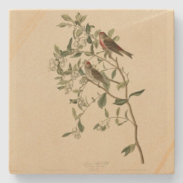 Lesser (Common) Red-Poll, Audubon Birds of America Stenunderlägg (Framsidan)