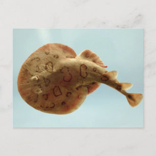 Lesser Electric Ray Vykort