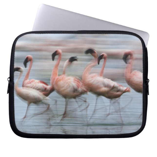 Lesser Flamingos i rörelse, Phoenicopterus Laptop Sleeve (Framsidan)