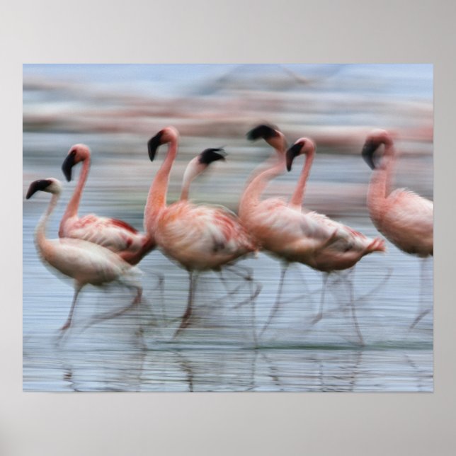 Lesser Flamingos i rörelse, Phoenicopterus Poster (Framsidan)