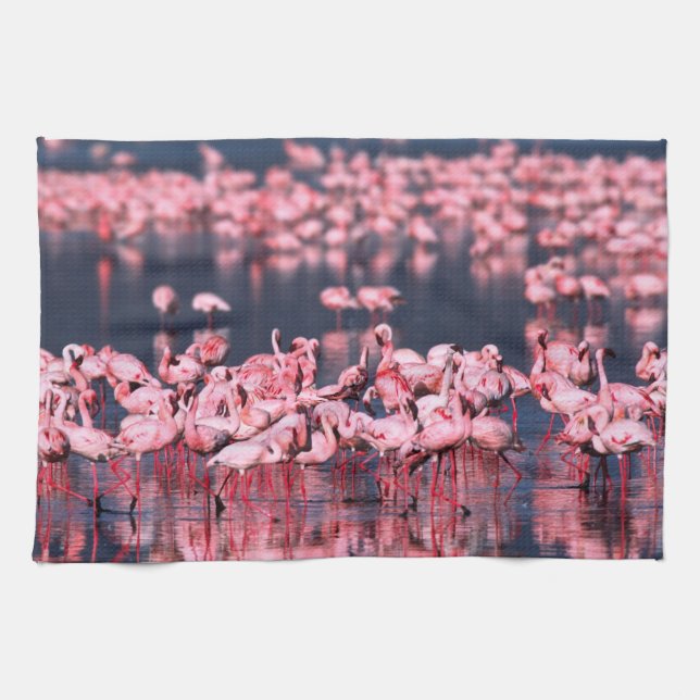 Lesser Flamingos (Phoeniconaias minor), Afrika, Kökshandduk (Horisontell)