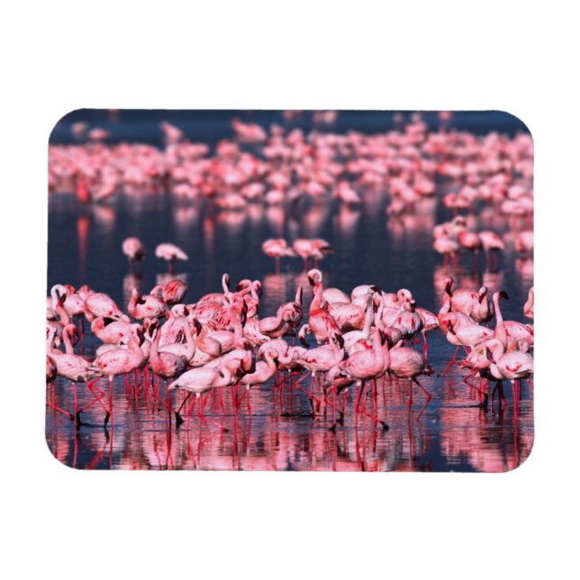 Lesser Flamingos (Phoeniconaias minor), Afrika, Magnet (Horisontell)