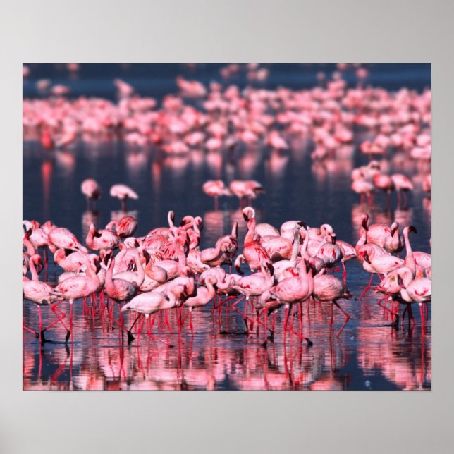 Lesser Flamingos (Phoeniconaias minor), Afrika, Poster (Framsidan)
