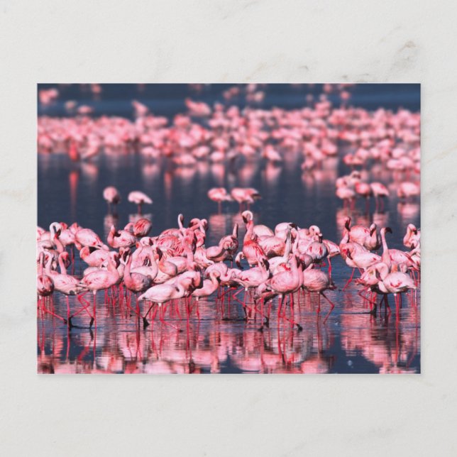 Lesser Flamingos (Phoeniconaias minor), Afrika, Vykort (Framsida)